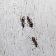 Dolichoderus scabridus at Paddys River, ACT - 30 Aug 2020 12:43 PM