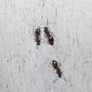 Dolichoderus scabridus at Paddys River, ACT - 30 Aug 2020