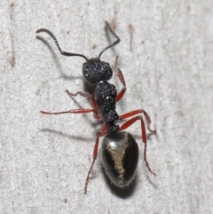 Dolichoderus scabridus at Paddys River, ACT - 30 Aug 2020