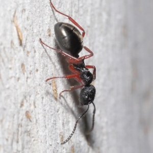 Dolichoderus scabridus at Paddys River, ACT - 30 Aug 2020