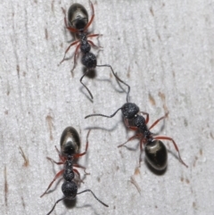 Dolichoderus scabridus at Paddys River, ACT - 30 Aug 2020