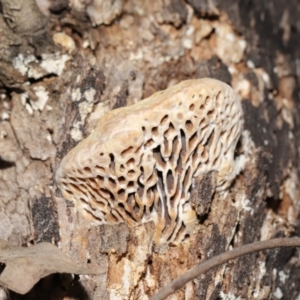 Hexagonia vesparia at Paddys River, ACT - 30 Aug 2020