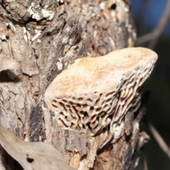 Hexagonia vesparia at Paddys River, ACT - 30 Aug 2020