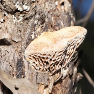 Hexagonia vesparia at Paddys River, ACT - 30 Aug 2020