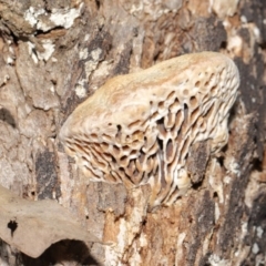 Hexagonia vesparia at Paddys River, ACT - 30 Aug 2020