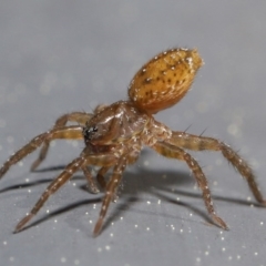 Lycosidae (family) (Wolf spider) at Kambah, ACT - 30 Aug 2020 by TimL