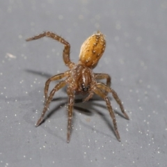 Lycosidae (family) at Kambah, ACT - 30 Aug 2020 11:44 AM