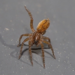 Lycosidae (family) at Kambah, ACT - 30 Aug 2020 11:44 AM