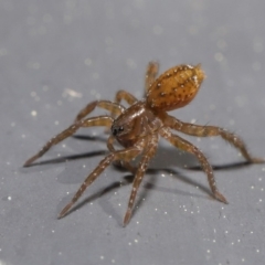 Lycosidae (family) at Kambah, ACT - 30 Aug 2020 11:44 AM