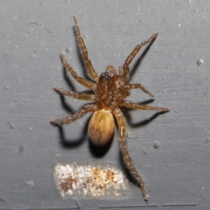 Lycosidae (family) at Kambah, ACT - 30 Aug 2020 11:44 AM