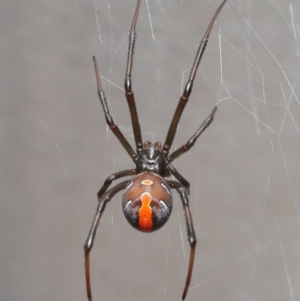 Latrodectus hasselti at Evatt, ACT - 27 Aug 2020 02:12 PM