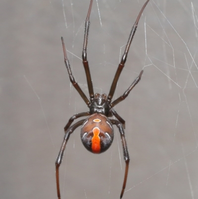 Latrodectus hasselti (Redback Spider) at Evatt, ACT - 27 Aug 2020 by TimL
