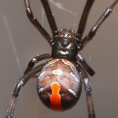 Latrodectus hasselti at Evatt, ACT - 27 Aug 2020 02:12 PM