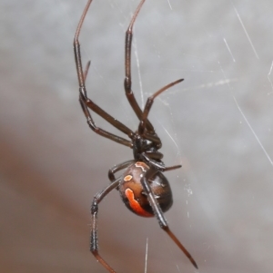 Latrodectus hasselti at Evatt, ACT - 27 Aug 2020 02:12 PM