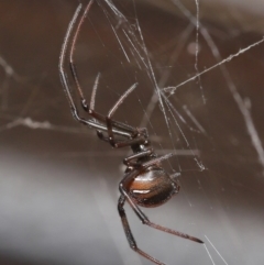 Latrodectus hasselti at Evatt, ACT - 27 Aug 2020 02:12 PM