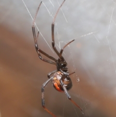 Latrodectus hasselti at Evatt, ACT - 27 Aug 2020 02:12 PM