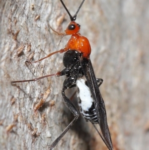 Braconidae (family) at Downer, ACT - 28 Aug 2020