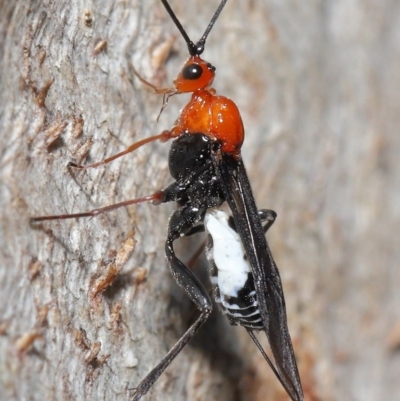 Braconidae (family) (Unidentified braconid wasp) at ANBG - 28 Aug 2020 by TimL