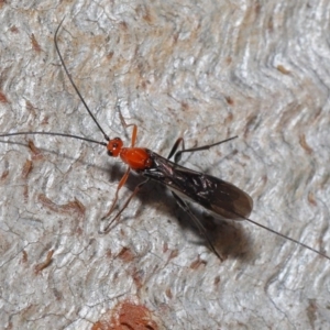 Braconidae (family) at Downer, ACT - 28 Aug 2020