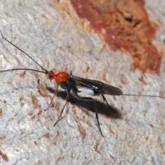 Braconidae (family) at Downer, ACT - 28 Aug 2020