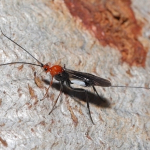 Braconidae (family) at Downer, ACT - 28 Aug 2020