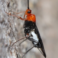 Braconidae (family) at Downer, ACT - 28 Aug 2020