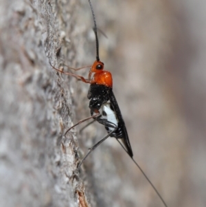 Braconidae (family) at Downer, ACT - 28 Aug 2020