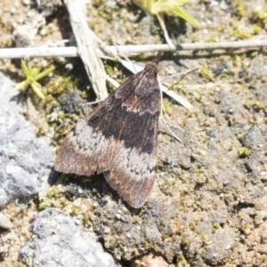 Uresiphita ornithopteralis at Belconnen, ACT - 31 Aug 2020