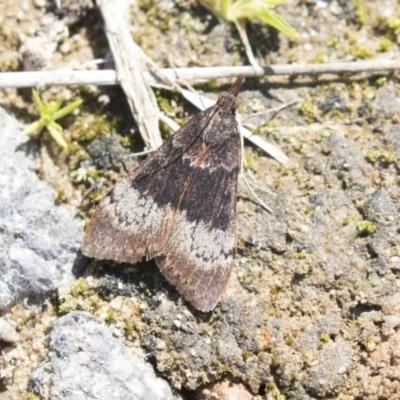 Uresiphita ornithopteralis (Tree Lucerne Moth) at Belconnen, ACT - 31 Aug 2020 by AlisonMilton