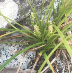 Carex breviculmis (Short-Stem Sedge) at Kowen Escarpment - 31 Aug 2020 by JaneR