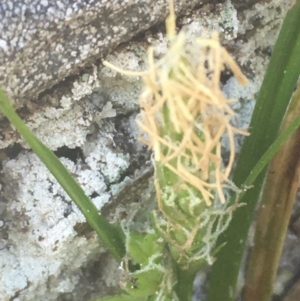 Carex breviculmis at Kowen, ACT - 31 Aug 2020