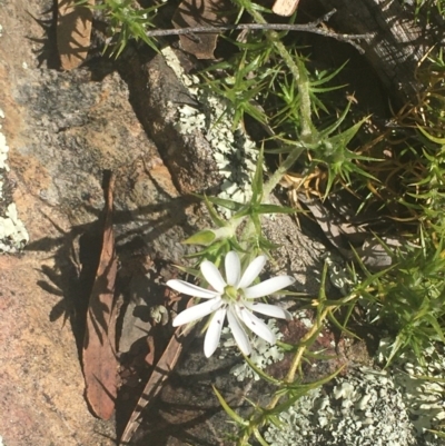 Stellaria pungens (Prickly Starwort) at Kowen, ACT - 31 Aug 2020 by JaneR