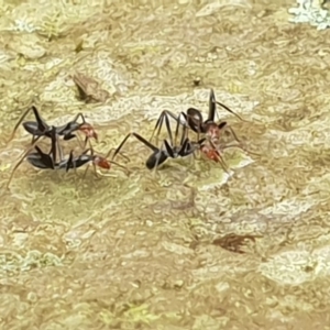 Leptomyrmex erythrocephalus at Central Tilba, NSW - 20 Jan 2019