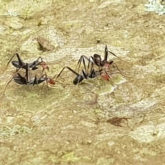 Leptomyrmex erythrocephalus (Spider ant) at Gulaga National Park - 20 Jan 2019 by Jennifer Willcox