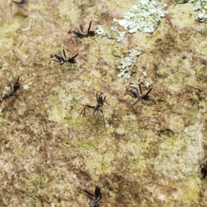 Leptomyrmex erythrocephalus at Central Tilba, NSW - 20 Jan 2019