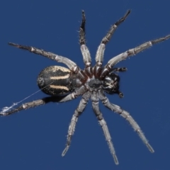 Venatrix sp. (genus) (Unidentified Venatrix wolf spider) at Evatt, ACT - 31 Aug 2020 by TimL