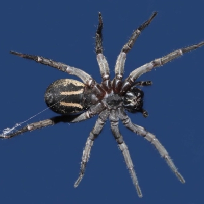 Venatrix sp. (genus) (Unidentified Venatrix wolf spider) at Evatt, ACT - 31 Aug 2020 by TimL