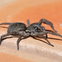 Venatrix sp. (genus) at Evatt, ACT - 31 Aug 2020