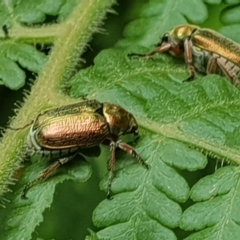 Diphucephala sp. (genus) (Green Scarab Beetle) at Gulaga National Park - 20 Jan 2019 by Jennifer Willcox