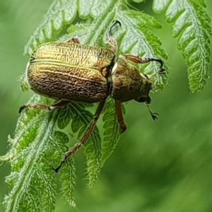 Diphucephala sp. (genus) at Narooma, NSW - 20 Jan 2019