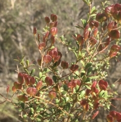 Bursaria spinosa subsp. lasiophylla (Australian Blackthorn) at Kowen, ACT - 31 Aug 2020 by JaneR