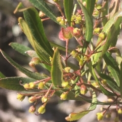 Dodonaea viscosa (Hop Bush) at Kowen, ACT - 31 Aug 2020 by JaneR