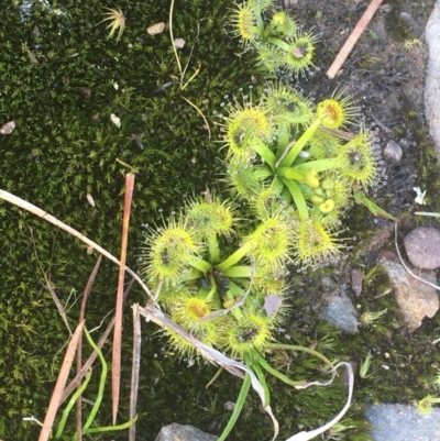 Drosera (genus) (A Sundew) at Kowen, ACT - 31 Aug 2020 by JaneR