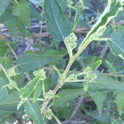 Gynatrix pulchella (Hemp Bush) at Kowen, ACT - 31 Aug 2020 by JaneR