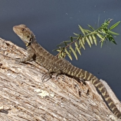 Intellagama lesueurii howittii (Gippsland Water Dragon) at Bournda National Park - 24 Feb 2019 by JenniferWillcox