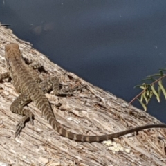 Intellagama lesueurii howittii at Bournda, NSW - 24 Feb 2019