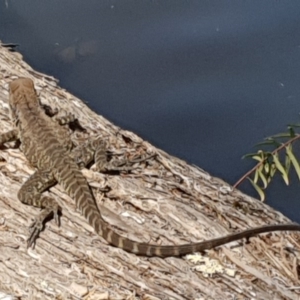 Intellagama lesueurii howittii at Bournda, NSW - 24 Feb 2019 12:44 PM