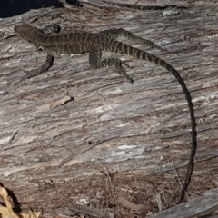 Intellagama lesueurii howittii at Bournda, NSW - 24 Feb 2019 12:44 PM