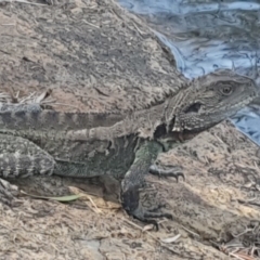 Intellagama lesueurii howittii (Gippsland Water Dragon) at Bournda National Park - 24 Feb 2019 by JenniferWillcox