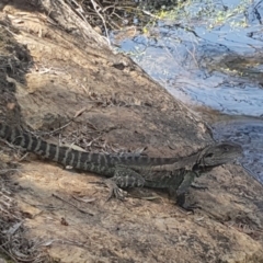 Intellagama lesueurii howittii at Bournda, NSW - 24 Feb 2019